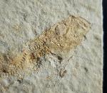 Leptolepides sprattiformis (BLAINVILLE 1818) - Bild © FossNet FossilienStore